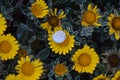 Yellow rocky daisy.Pallenis maritima Asteriscus maritimus