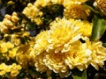 Yellow Rosa banksiae on the bushon