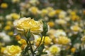 Yellow Rose 1 Royalty Free Stock Photo