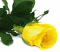 Yellow rose