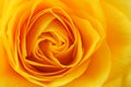 Yellow rose Royalty Free Stock Photo