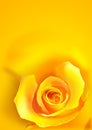 Yellow Rose