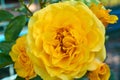 Luxurious yellow rose in the park. Royalty Free Stock Photo