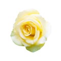 Yellow rose