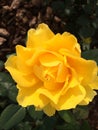 Midas Touch Rose Royalty Free Stock Photo