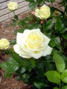 Yellow rose