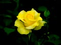 Yellow Rose Royalty Free Stock Photo