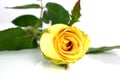 Yellow rose Royalty Free Stock Photo