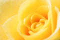 Yellow Rose