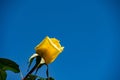 Yellow rose against the backdrop of the blue summer sky in the garden Royalty Free Stock Photo