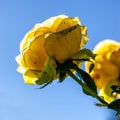 Yellow rose against a blue sky. Royalty Free Stock Photo