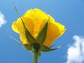 Yellow rose against blue sky with clouds Royalty Free Stock Photo