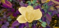Yellow rose against colorful background. Royalty Free Stock Photo
