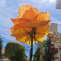 Yellow rose against deep blue sky with rays of sun Royalty Free Stock Photo