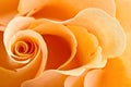 Yellow rose background