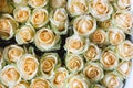 Yellow Rose Background, Close-Up of many pastel colored Roses