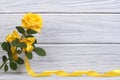 Yellow rose with a beautiful bow and a gold ribbon Royalty Free Stock Photo