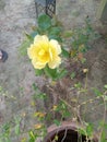 Yellow rose beautiful creations life