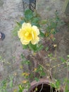 Yellow rose  beautiful  creations  life Royalty Free Stock Photo