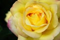 Yellow rose beautiful flower petals single flower head