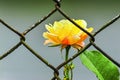 Yellow rose behind rusted chainlink