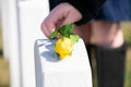 Yellow rose being layed onto a gravestone at Arlington National Cemetery Royalty Free Stock Photo