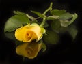 Yellow rose, black background Royalty Free Stock Photo