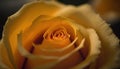 a yellow rose with a black background and a blurry image of the center of the flower and the center of the flower is slightly