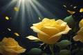 Yellow rose, black background, petals and rays of light Royalty Free Stock Photo