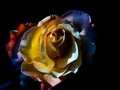 Yellow rose on a black background Royalty Free Stock Photo