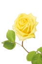Yellow rose bloom Royalty Free Stock Photo