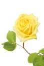 Yellow rose bloom