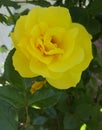 Yellow rose