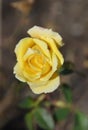 Overhead angle of partially opened yellow rose in natural light. Royalty Free Stock Photo