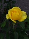 Yellow rose