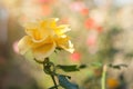 Yellow rose blooming in the garden. Soft focus Royalty Free Stock Photo