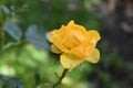 Yellow Rose blooming in late winters