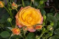 Beaultiful yellow rose with rosebud, closeup view