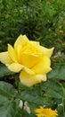 Yellow rose blooming in seasons of tropical varities