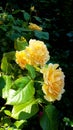 Yellow rose blooming Summer, perfum, natural romantic beauty