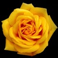 A yellow rose blooms on a Black Background