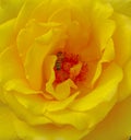 Close-up of gorgeous yellow rose blossom with bee collecting pollen