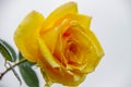 Yellow rose blossom with rain drops Royalty Free Stock Photo