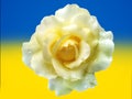 Yellow rose in blue and yellow background Royalty Free Stock Photo