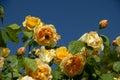 Yellow rose with bumble bee on blue sky background Royalty Free Stock Photo