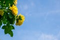 Ã Â¹ÂYellow rose and blue sky Royalty Free Stock Photo