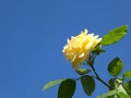 Yellow Rose and blue sky Royalty Free Stock Photo