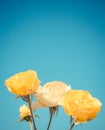 Yellow rose on blue sky Royalty Free Stock Photo