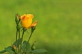 Sunny autumn day. Yellow rose on a blurry green background Royalty Free Stock Photo