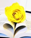 Yellow Rose Book Heart Foundation